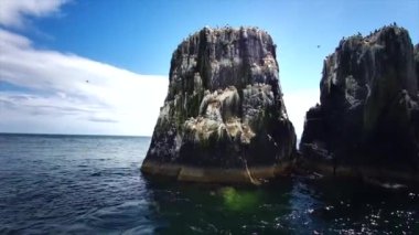 Farne Adaları 'ndaki kuş gözlemciliği - Northumbrian Sahili - Birleşik Krallık. Deniz, deniz kuşları, martılar ve kuş gözlemcileri.