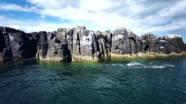 Farne Adaları 'ndaki kuş gözlemciliği - Northumbrian Sahili - Birleşik Krallık. Deniz, deniz kuşları, martılar ve kuş gözlemcileri.