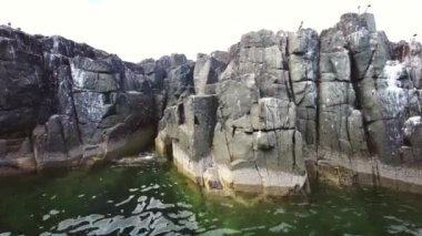 Farne Adaları 'ndaki kuş gözlemciliği - Northumbrian Sahili - Birleşik Krallık. Deniz, deniz kuşları, martılar ve kuş gözlemcileri.