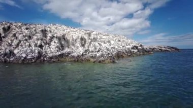 Farne Adaları 'ndaki kuş gözlemciliği - Northumbrian Sahili - Birleşik Krallık. Deniz, deniz kuşları, martılar ve kuş gözlemcileri.