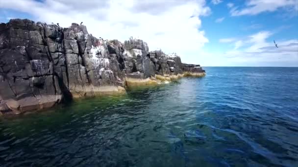 Observação Aves Nas Ilhas Farne Costa Nortúmbria Reino Unido Mar — Vídeo de Stock
