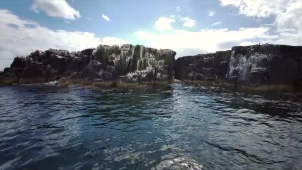 ファーン諸島 ノーサンブリア海岸 イギリスでバードウォッチング 海の鳥 鳥の観察 — ストック動画