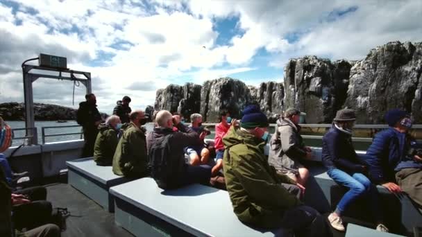 Птах Спостерігає Фарнськими Островами Нортумбрійським Узбережжям Великою Британією Море Морські — стокове відео