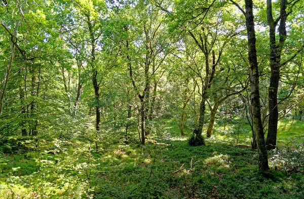 Μια Βόλτα Στο Δάσος Kinnoull Hill Woodland Park Περθ Σκωτία — Φωτογραφία Αρχείου