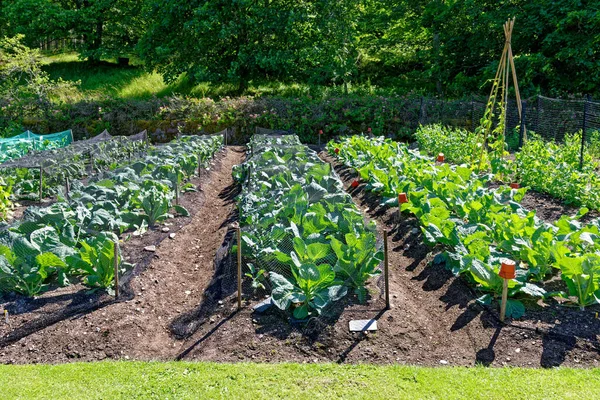 晴れた夏の日のキャベツ農園 野菜園で栽培されている緑のキャベツ — ストック写真