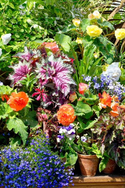 典型的英国花园夏天种花 — 图库照片
