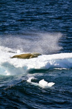 Antarktika - mühürler yüzen buz parçası üzerinde