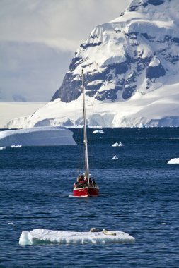 Antarctica Wildlife Expedition clipart