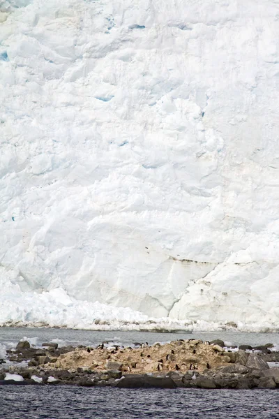 Antarktyda - Kolonia pingwinów — Zdjęcie stockowe