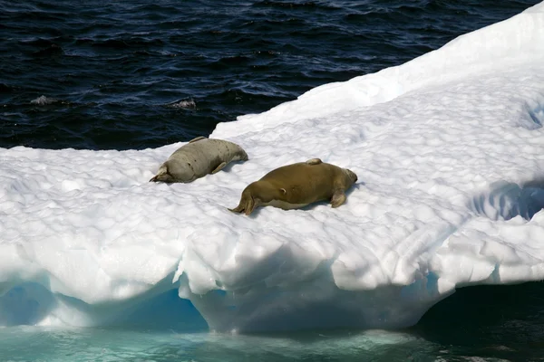 Antártica - Selos em uma plataforma de gelo — Fotografia de Stock