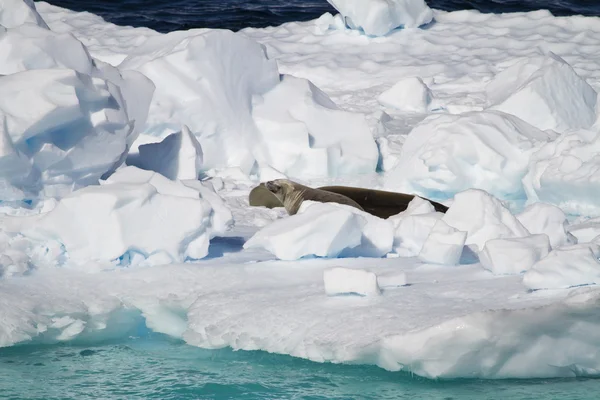 Antártica - Selos em um iceberg — Fotografia de Stock