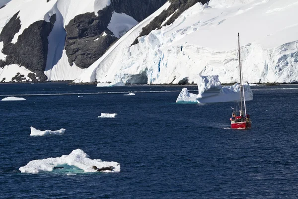 Expedición de Vida Silvestre Antártida —  Fotos de Stock