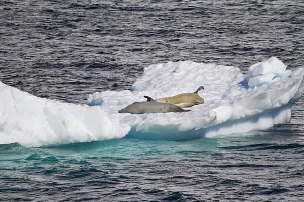 Antártida - focas descansando en un témpano de hielo — Foto de Stock