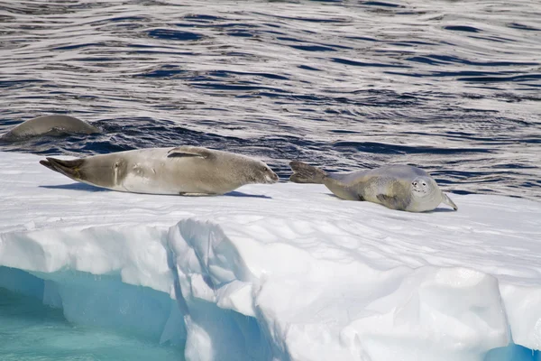 Antarctique - Phoques sur une banquise — Photo