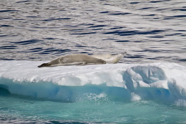 Антарктида - тюлени на льдине — стоковое фото