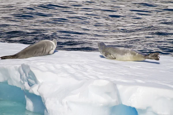 Антарктида - тюлени на льдине — стоковое фото