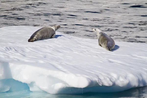 Antártida - focas en un témpano de hielo — Foto de Stock