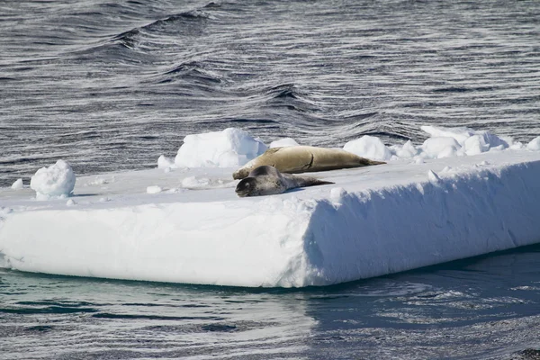 Antarctique - Phoques reposant sur une banquise — Photo