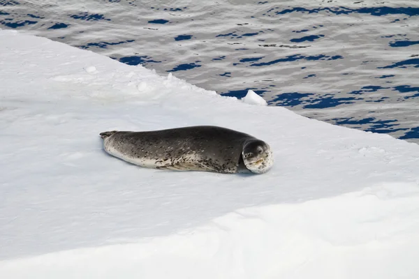 Una foca leopardata su una banchisa di ghiaccio — Foto Stock