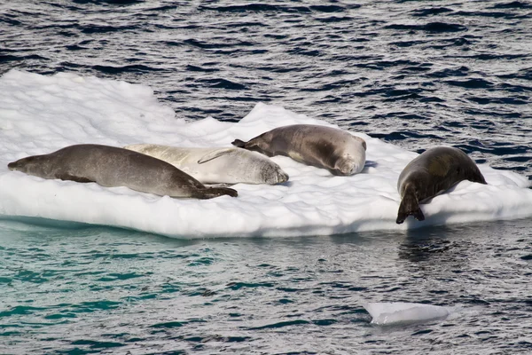 Antarctique - Phoques sur une banquise — Photo