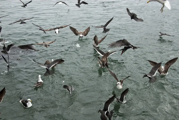 Kuşlar - Albatroslar — Stok fotoğraf