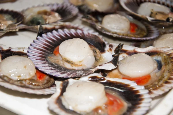 Seafood - Scallops — Stock Photo, Image