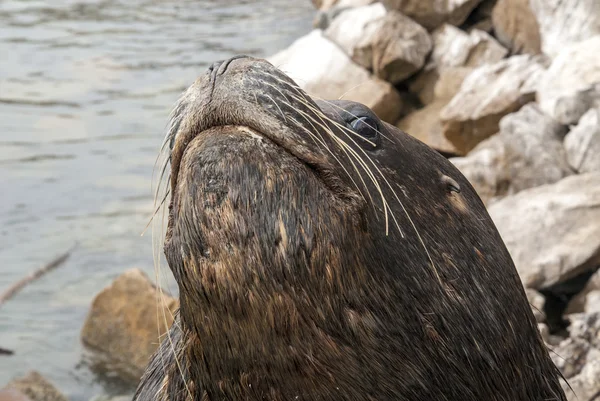 Zuid-Amerikaanse zee leeuw - Closeup — Stockfoto