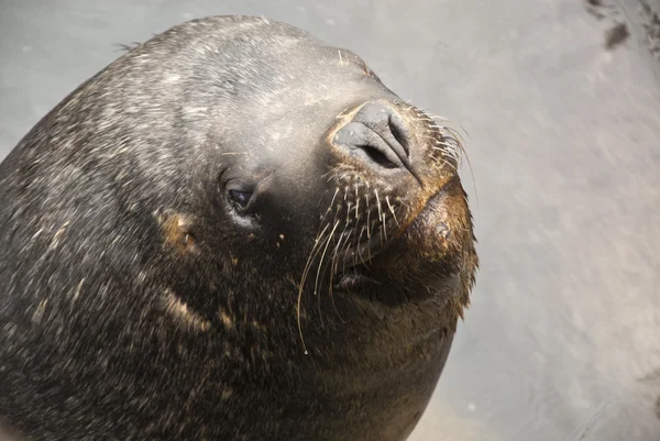 Zuid-Amerikaanse zee leeuw - Closeup — Stockfoto