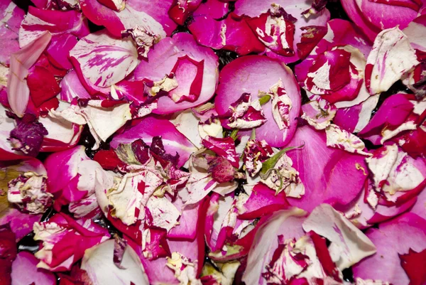 Fleurs - Pétales de rose rose — Photo
