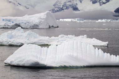 Antarktika - buzdağları ve sahil şeridi