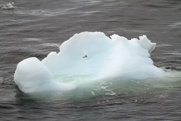 Antarktika - buzdağı