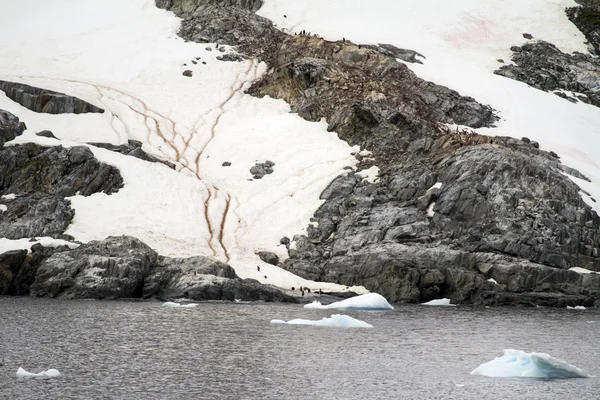 Antarctica - Penguins In het Wild — Stockfoto