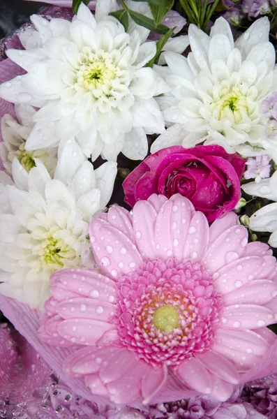 Kwiaty - Gerbera i chryzantemy — Zdjęcie stockowe