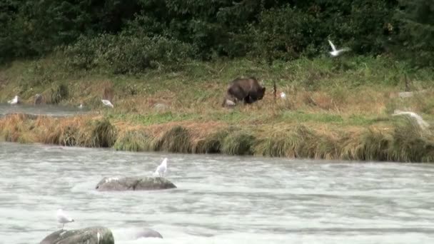 Ours brun - Il est temps de déjeuner ! — Video