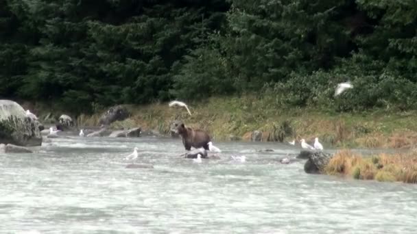 Brown Bear - It Is Time For Lunch! — Stock Video