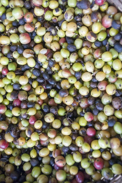 Coffee Berries — Stock Photo, Image