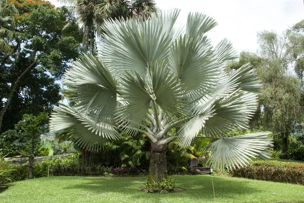 Palmiers exotiques — Photo