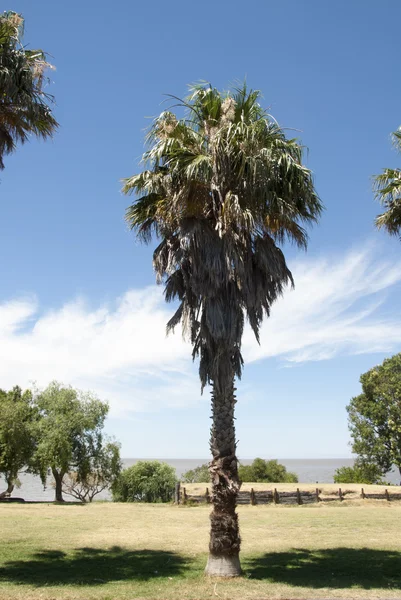 Colonia Del Sacramento - Palm Tree — 图库照片