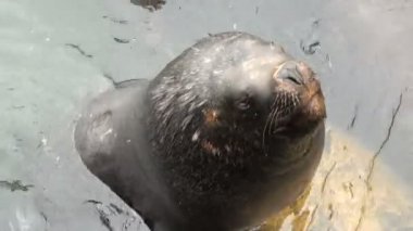 Güney Amerika Deniz Aslanları