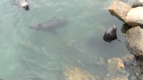 Güney Amerika Deniz Aslanları — Stok video