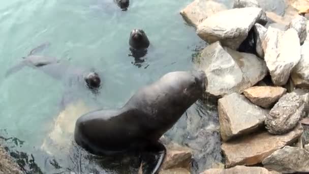 South American Sea Lions — Stock Video
