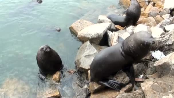 Lions de mer sud-américains — Video