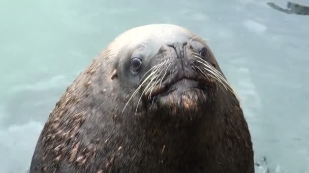 Lions de mer sud-américains — Video