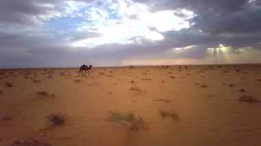 Jeep serüvenleri - Ong Jmal - deve boynu, çöl ve Star Wars ve Nefta yakınlarındaki İngiliz Hasta filmleri, Tunus, Kuzey Afrika, Afrika - 8 Ekim 2024