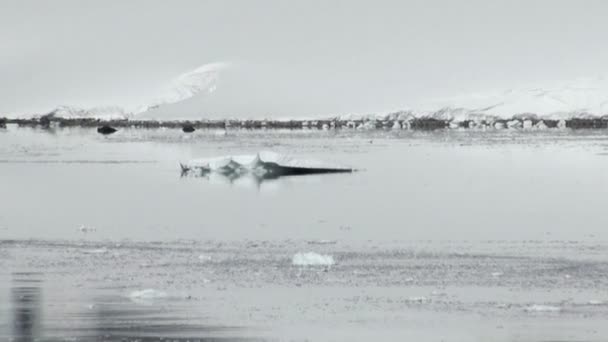 Côtes de l'Antarctique - Réchauffement climatique - Formations glaciaires — Video