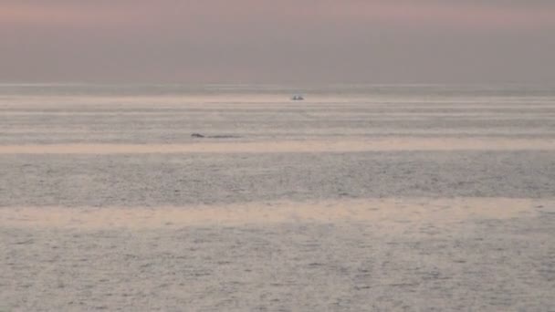 鲸鱼在南极洲-南极半岛-帕尔默群岛-全球变暖 — 图库视频影像