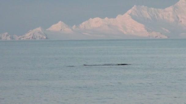 남극-남극 반도-파머 군도-글로벌에서 고래 온난화 — 비디오