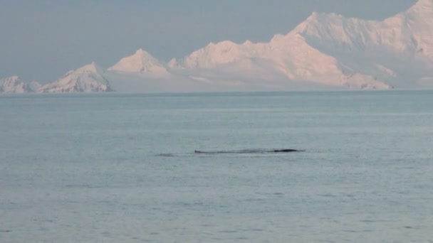 Ballenas en la Antártida - Península Antártica - Archipiélago Palmero - Calentamiento Global — Vídeos de Stock