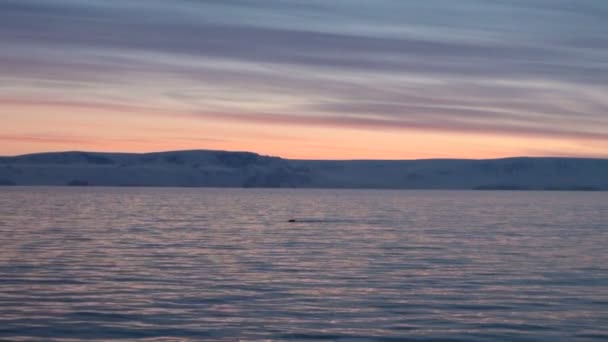 Sonnenuntergang und Sonnenaufgang in der Antarktis - antarktische Halbinsel - Palmerarchipel — Stockvideo