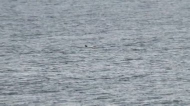 Gentoo penguenleri Antarktika - Antarktika Yarımadası